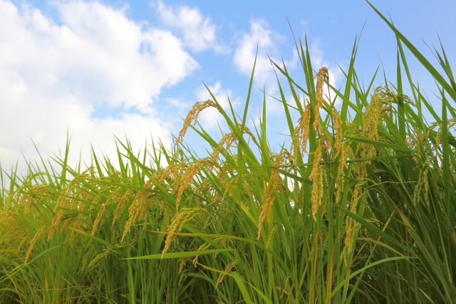 %e5%ae%9f%e3%82%8a%e3%81%ae%e7%a7%8b